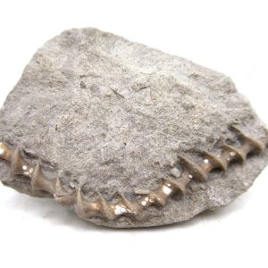 Genuine Mississippian Age Archimedes Bryozoa for Sale from Illinois #113