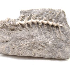 Genuine Mississippian Age Archimedes Bryozoa for Sale from Illinois #114
