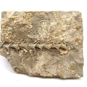 Genuine Mississippian Age Archimedes Bryozoa for Sale from Illinois #115
