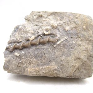 Genuine Mississippian Age Archimedes Bryozoa for Sale from Illinois #116