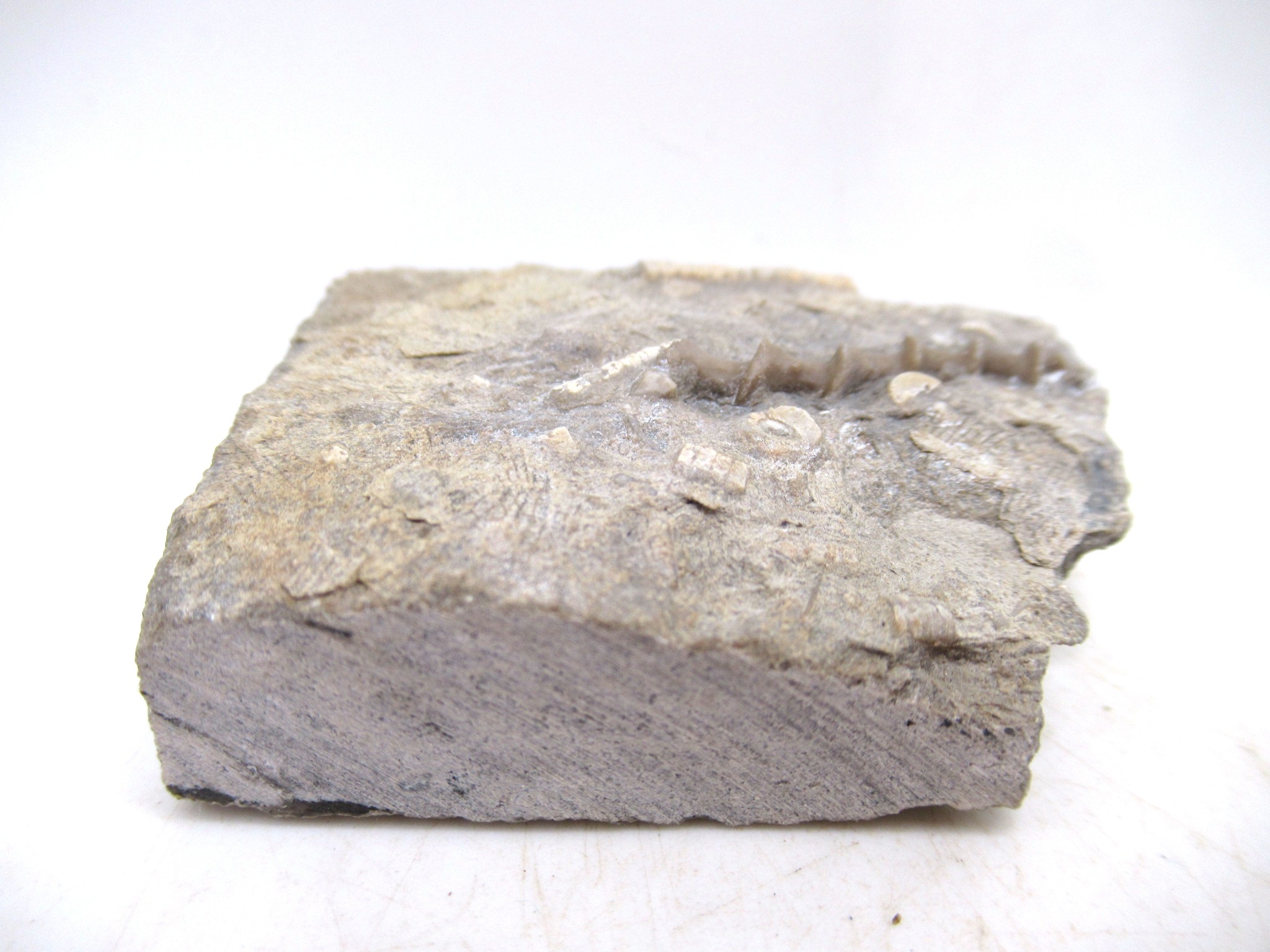 Illinois Mississppian Age Archimedes Bryozoa 116a | Fossils for Sale Genuine Mississippian Age Archimedes Bryozoa for Sale from Illinois #116a