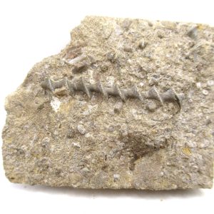 Genuine Mississippian Age Archimedes Bryozoa for Sale from Illinois #117