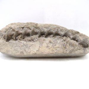 Genuine Mississippian Age Archimedes Bryozoa for Sale from Illinois #118