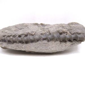 Genuine Mississippian Age Archimedes Bryozoa for Sale from Illinois #119