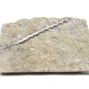 Genuine Mississippian Age Archimedes Bryozoa for Sale from Illinois #120