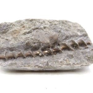 Genuine Mississippian Age Archimedes Bryozoa for Sale from Illinois #122