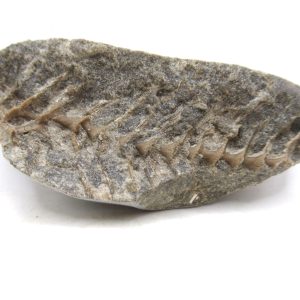 Genuine Mississippian Age Archimedes Bryozoa for Sale from Illinois #123