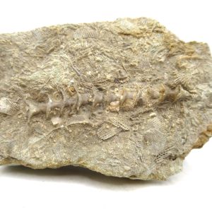 Genuine Mississippian Age Archimedes Bryozoa for Sale from Illinois #124
