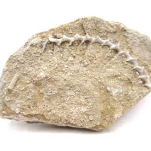 Genuine Mississippian Age Archimedes Bryozoa for Sale from Illinois #125
