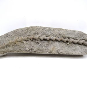 Genuine Mississippian Age Archimedes Bryozoa for Sale from Illinois #126