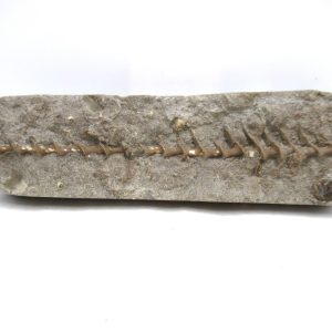 Genuine Mississippian Age Archimedes Bryozoa for Sale from Illinois #127