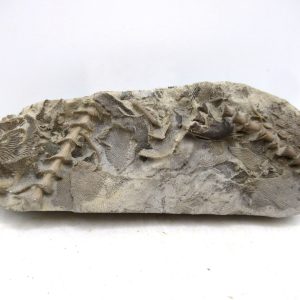 Genuine Mississippian Age Archimedes Bryozoa for Sale from Illinois #128