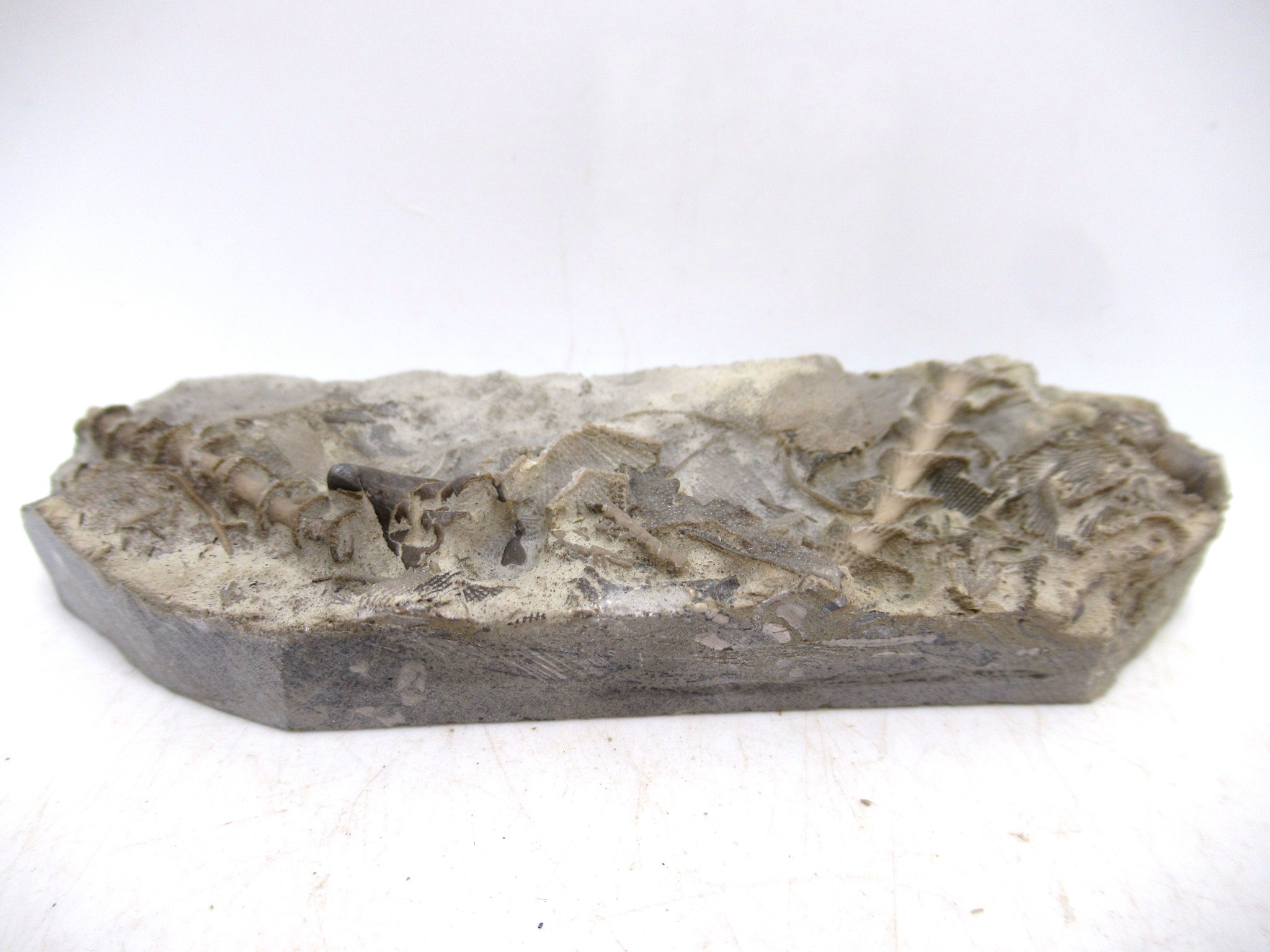Illinois Mississppian Age Archimedes Bryozoa 128a | Fossils for Sale Genuine Mississippian Age Archimedes Bryozoa for Sale from Illinois #128a