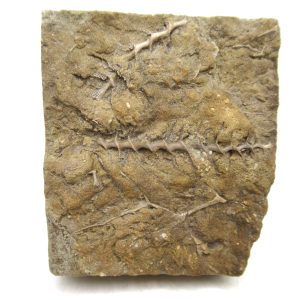 Genuine Mississippian Age Archimedes Bryozoa for Sale from Illinois #129