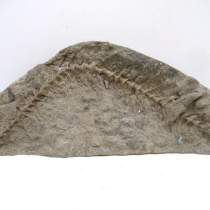 Genuine Mississippian Age Archimedes Bryozoa for Sale from Illinois #130