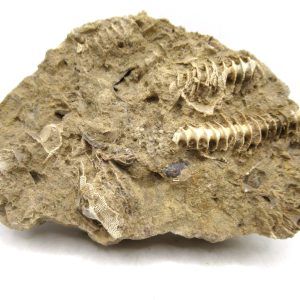 Genuine Mississippian Age Archimedes Bryozoa for Sale from Illinois #131