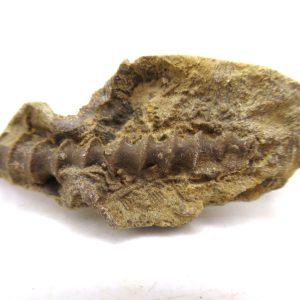 Genuine Mississippian Age Archimedes Bryozoa for Sale from Illinois #93
