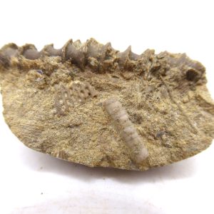 Genuine Mississippian Age Archimedes Bryozoa for Sale from Illinois #94