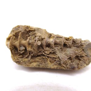 Genuine Mississippian Age Archimedes Bryozoa for Sale from Illinois #95