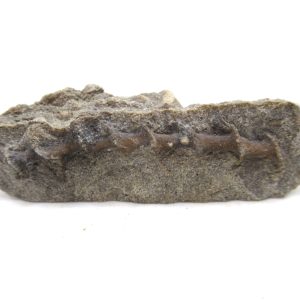 Genuine Mississippian Age Archimedes Bryozoa for Sale from Illinois #96