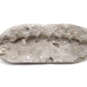 Genuine Mississippian Age Archimedes Bryozoa for Sale from Illinois #97