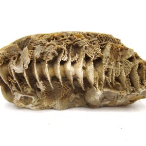 Genuine Mississippian Age Archimedes Bryozoa for Sale from Illinois #98