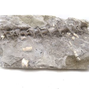 Genuine Mississippian Age Archimedes Bryozoa for Sale from Illinois #99