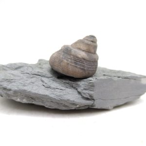 Cyclonemia bilix Ordovician Gastropod for Sale from Ohio #2