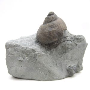 Cyclonemia bilix Ordovician Gastropod for Sale from Ohio #7