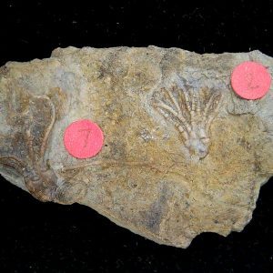 Gilmore City Iowa Crinoid Mississippian Age #191