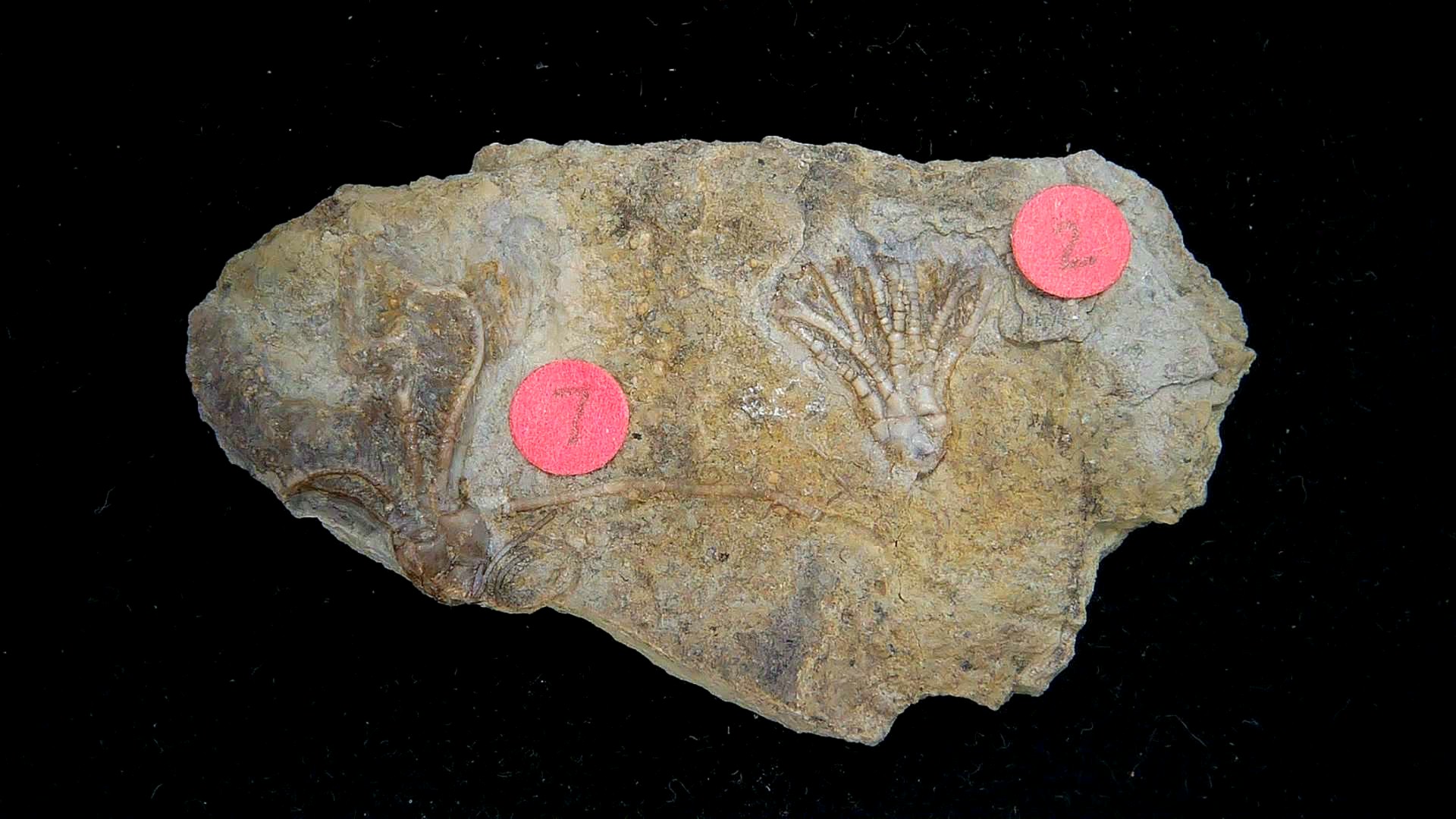Iowa Mississippian Age Gilmore City Crinoid 191 | Fossils for Sale General Mississippian Age Gilmore City Crinoid Fossils From Iowa For Sale #191