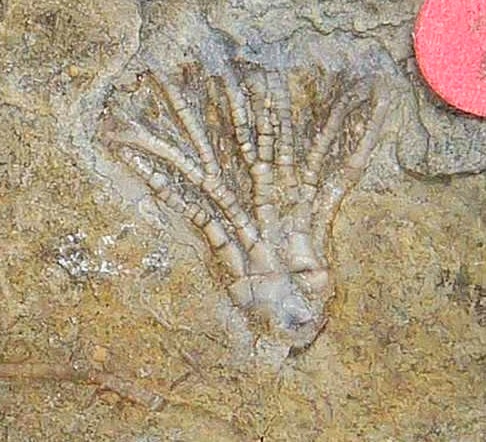 Iowa Mississippian Age Gilmore City Crinoid 191a | Fossils for Sale General Mississippian Age Gilmore City Crinoid Fossils From Iowa For Sale #191a