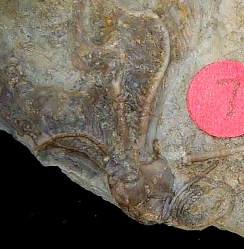 Iowa Mississippian Age Gilmore City Crinoid 191b | Fossils for Sale General Mississippian Age Gilmore City Crinoid Fossils From Iowa For Sale #191b