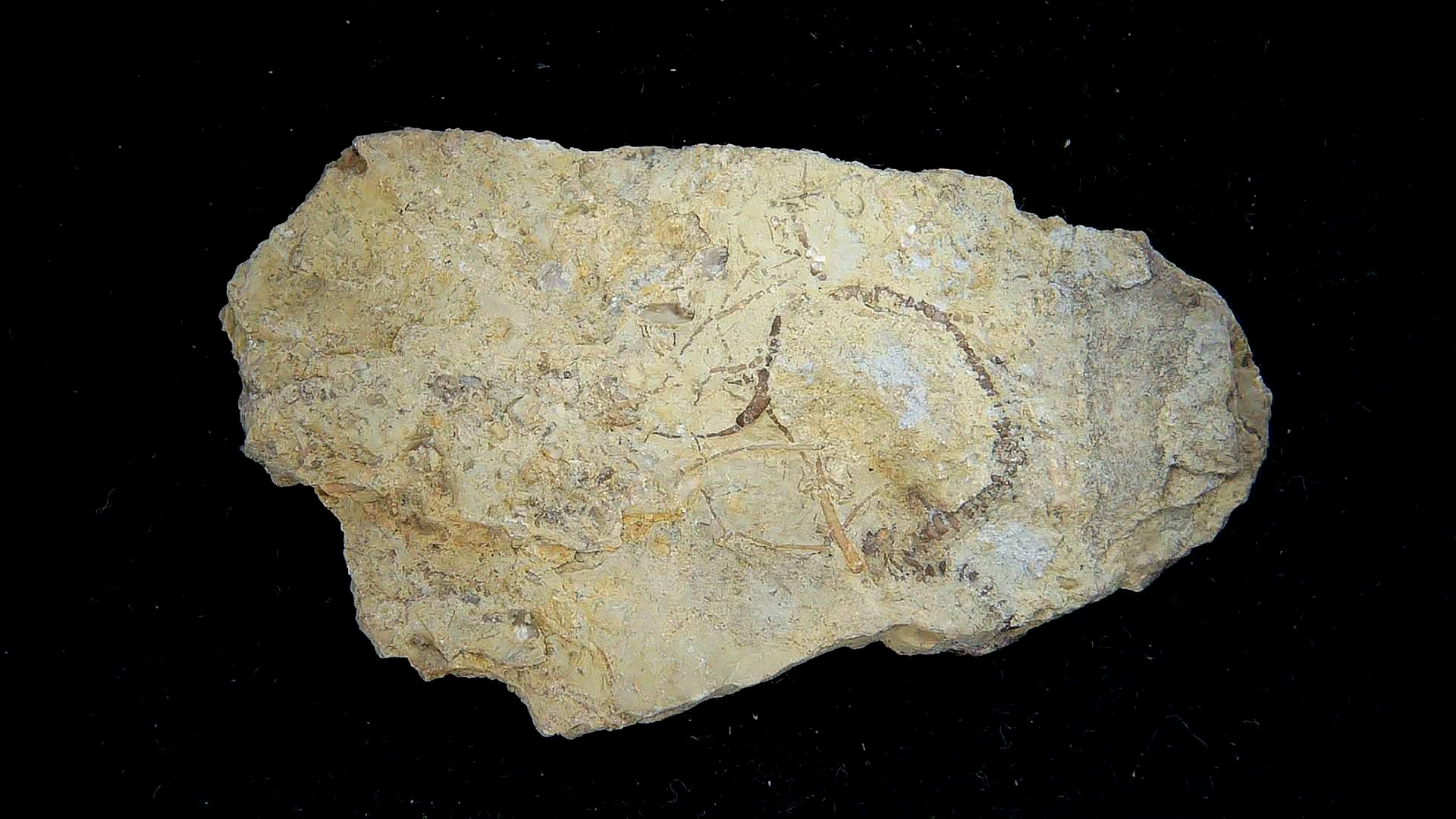 Iowa Mississippian Age Gilmore City Crinoid 191c | Fossils for Sale General Mississippian Age Gilmore City Crinoid Fossils From Iowa For Sale #191c