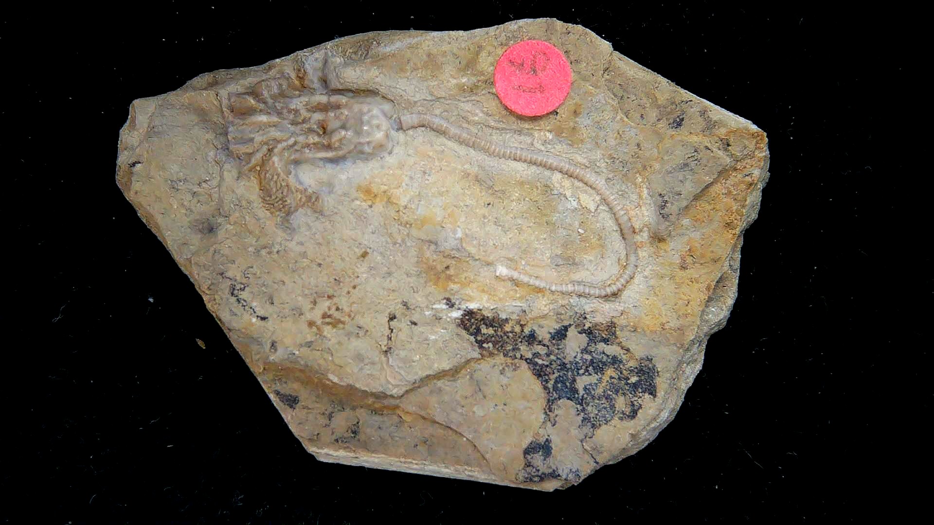 Iowa Mississippian Age Gilmore City Crinoid 192 | Fossils for Sale General Mississippian Age Gilmore City Crinoid Fossils From Iowa For Sale #192