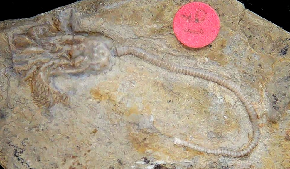 Iowa Mississippian Age Gilmore City Crinoid 192a | Fossils for Sale General Mississippian Age Gilmore City Crinoid Fossils From Iowa For Sale #192a
