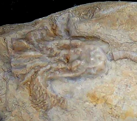 Iowa Mississippian Age Gilmore City Crinoid 192b | Fossils for Sale General Mississippian Age Gilmore City Crinoid Fossils From Iowa For Sale #192b