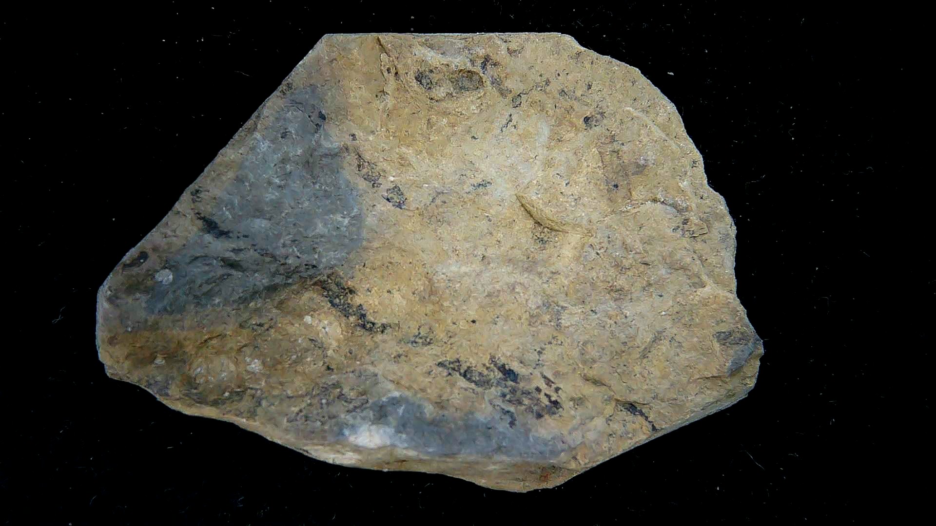 Iowa Mississippian Age Gilmore City Crinoid 192c | Fossils for Sale General Mississippian Age Gilmore City Crinoid Fossils From Iowa For Sale #192c