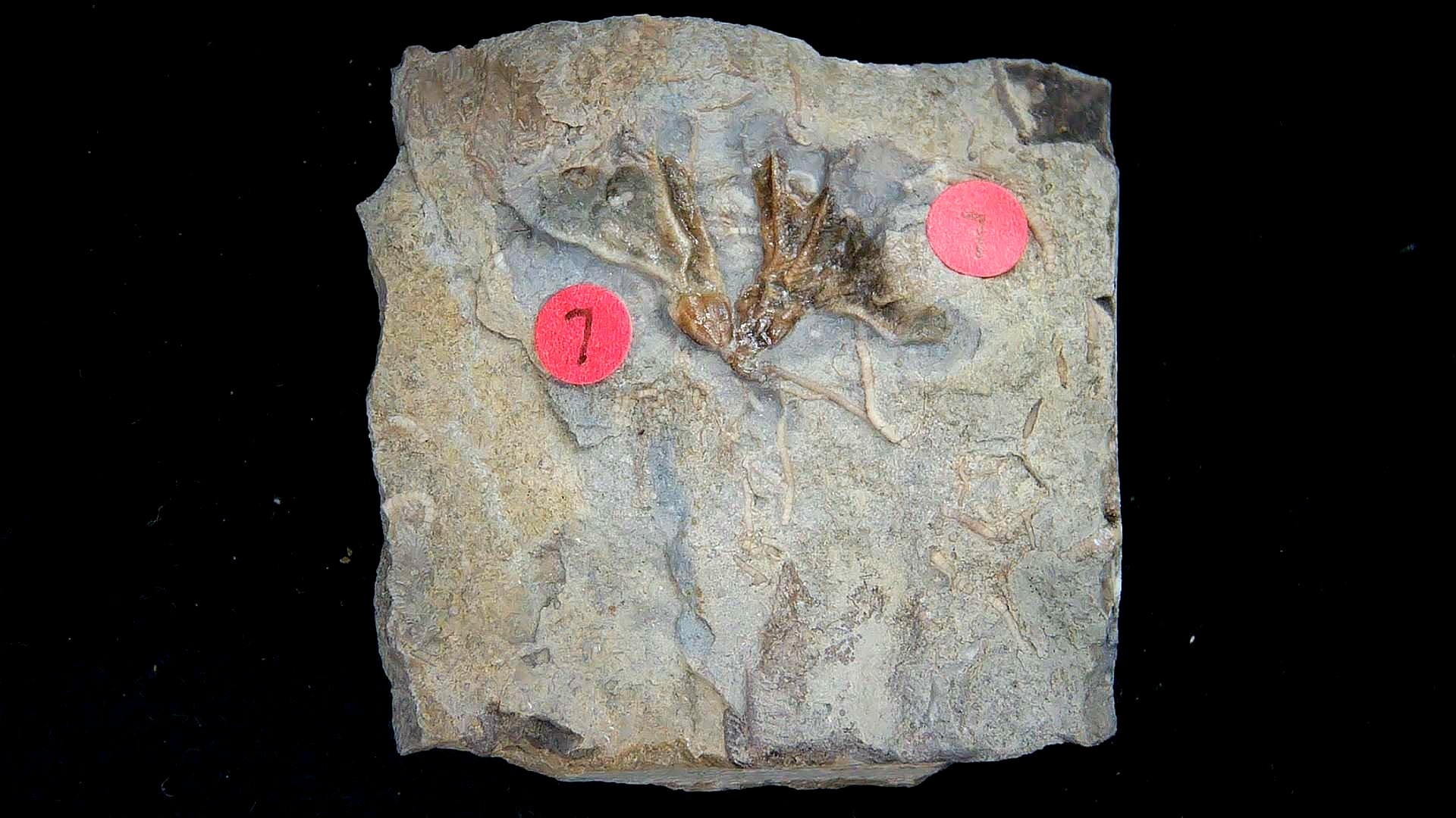 Iowa Mississippian Age Gilmore City Crinoid 193 | Fossils for Sale General Mississippian Age Gilmore City Crinoid Fossils From Iowa For Sale #193