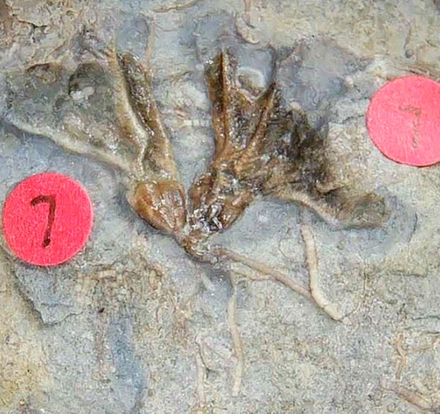 Iowa Mississippian Age Gilmore City Crinoid 193a | Fossils for Sale General Mississippian Age Gilmore City Crinoid Fossils From Iowa For Sale #193a