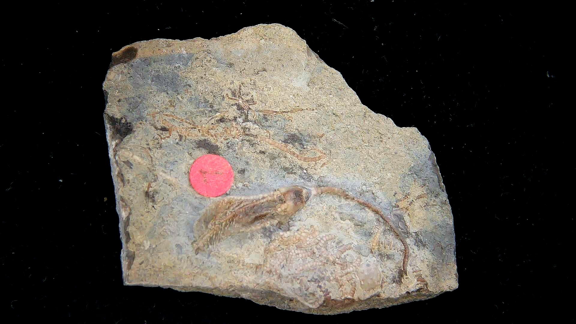 Iowa Mississippian Age Gilmore City Crinoid 196 | Fossils for Sale General Mississippian Age Gilmore City Crinoid Fossils From Iowa For Sale #196