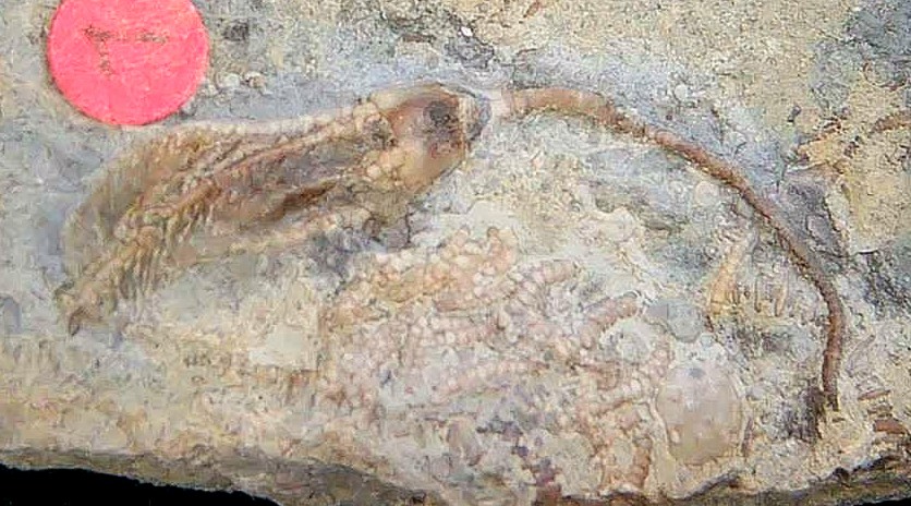 Iowa Mississippian Age Gilmore City Crinoid 196a | Fossils for Sale General Mississippian Age Gilmore City Crinoid Fossils From Iowa For Sale #196a