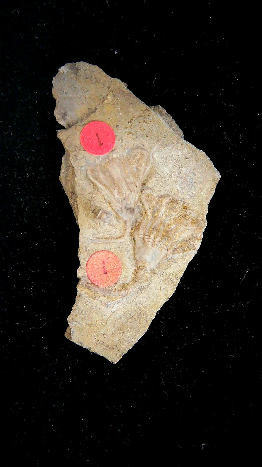 Iowa Mississippian Age Gilmore City Crinoid 197 | Fossils for Sale General Mississippian Age Gilmore City Crinoid Fossils From Iowa For Sale #197