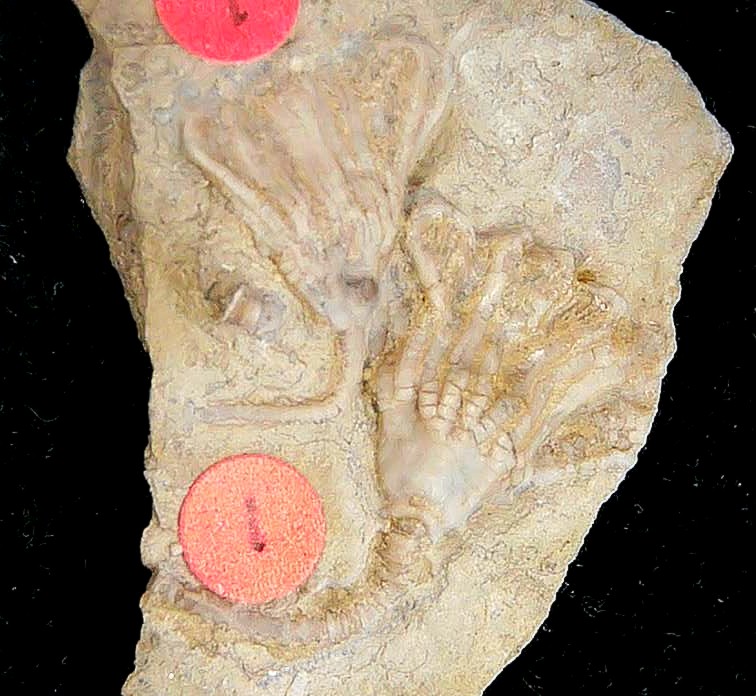 Iowa Mississippian Age Gilmore City Crinoid 197a | Fossils for Sale General Mississippian Age Gilmore City Crinoid Fossils From Iowa For Sale #197a