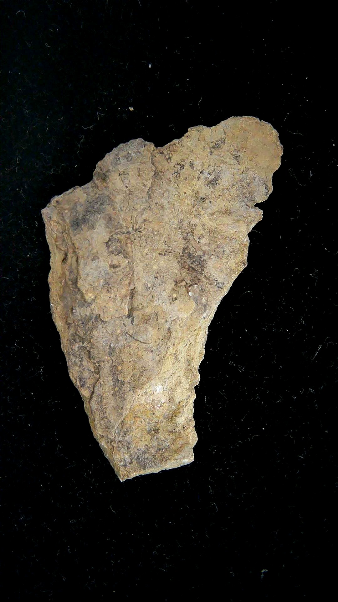 Iowa Mississippian Age Gilmore City Crinoid 197b | Fossils for Sale General Mississippian Age Gilmore City Crinoid Fossils From Iowa For Sale #197b