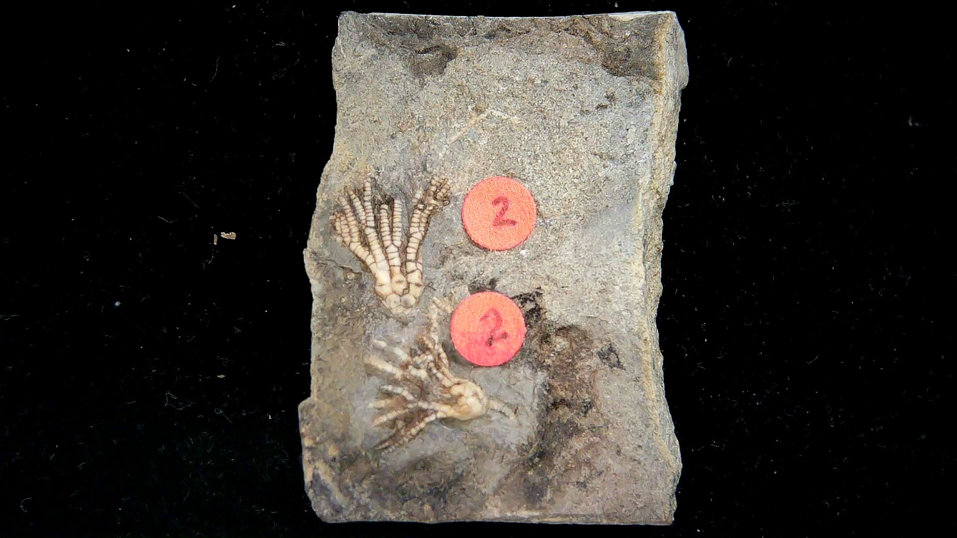 Iowa Mississippian Age Gilmore City Crinoid 198 | Fossils for Sale General Mississippian Age Gilmore City Crinoid Fossils From Iowa For Sale #198