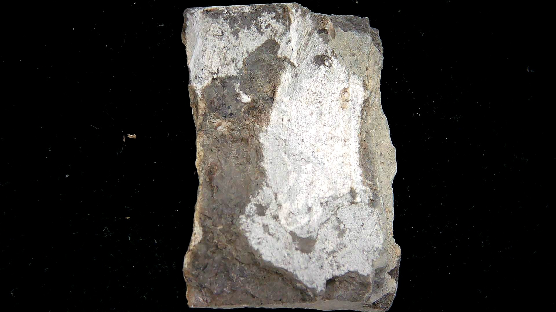 Iowa Mississippian Age Gilmore City Crinoid 198b | Fossils for Sale General Mississippian Age Gilmore City Crinoid Fossils From Iowa For Sale #198b