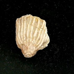 Gilmore City Iowa Crinoid Mississippian Age #199