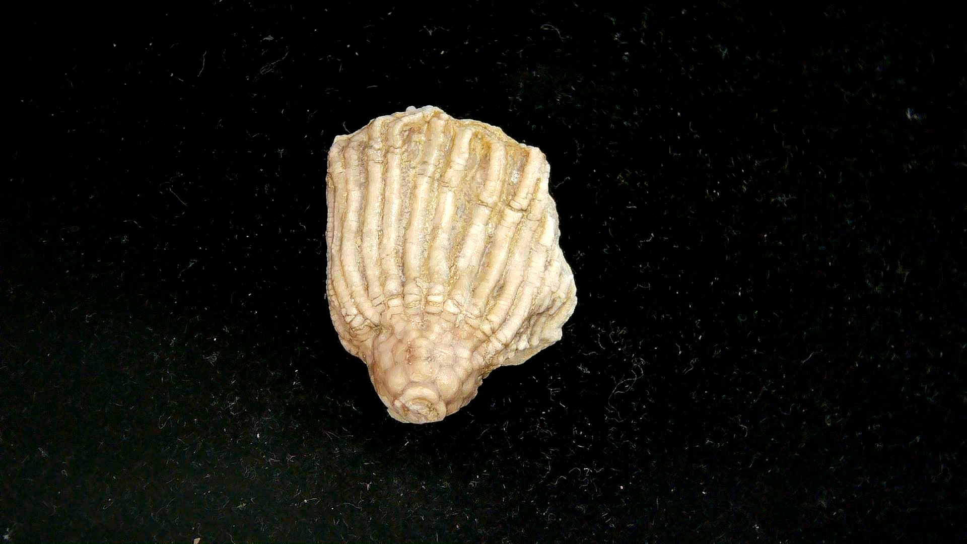 Iowa Mississippian Age Gilmore City Crinoid 199 | Fossils for Sale General Mississippian Age Gilmore City Crinoid Fossils From Iowa For Sale #199