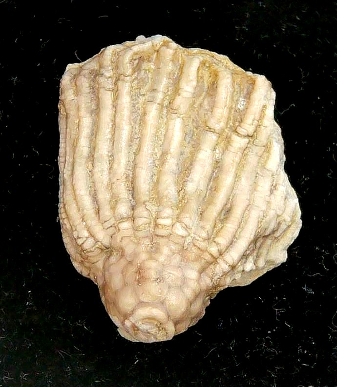 Iowa Mississippian Age Gilmore City Crinoid 199a | Fossils for Sale General Mississippian Age Gilmore City Crinoid Fossils From Iowa For Sale #199a